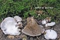 Arrhenia acerosa-amf1237